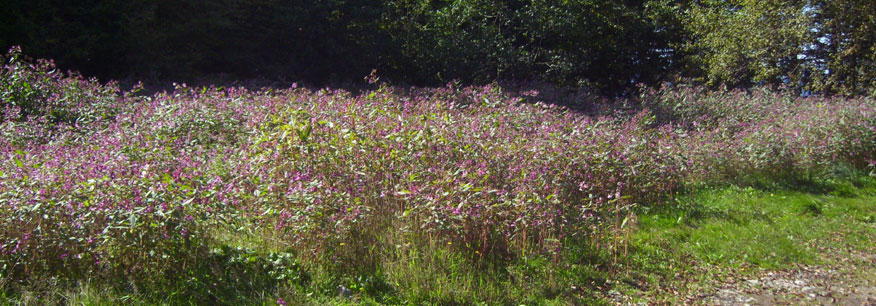In vielen Städten gibt es bereits Umweltzonen. Hier geht es zu unserer Liste.